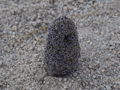 Pholisma arenarium