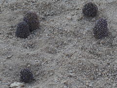 Pholisma arenarium