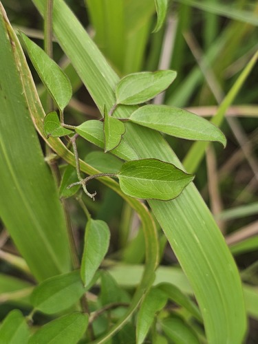 Clematis chinensis iNat (3)