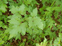 Toxicodendron radicans verrucosum