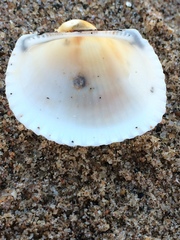 Anadara natalensis