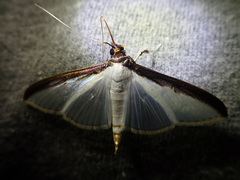 Cydalima