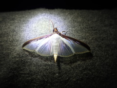 Cydalima