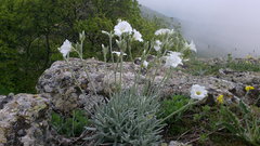 Cerastium biebersteinii