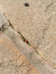 Coccinella septempunctata