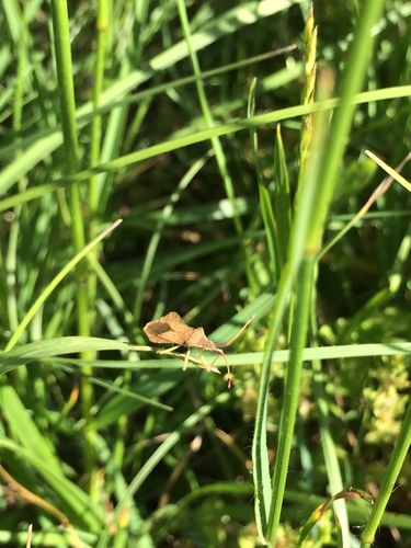 Photo of Rhombic Leatherbug (Syromastus rhombeus)