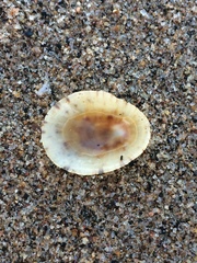 Helcion concolor