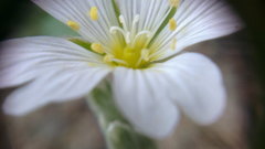 Cerastium biebersteinii
