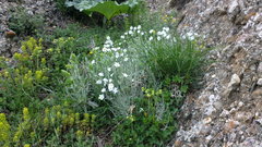 Cerastium biebersteinii