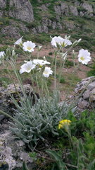 Cerastium biebersteinii