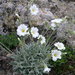 Cerastium biebersteinii - Photo (c) Еlena, μερικά δικαιώματα διατηρούνται (CC BY-NC), uploaded by Еlena