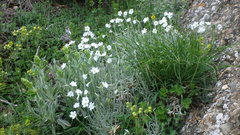 Cerastium biebersteinii
