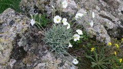 Cerastium biebersteinii