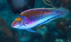 Blue-Scaled Fairy Wrasse photo 3