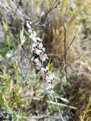 Streptanthus glandulosus secundus