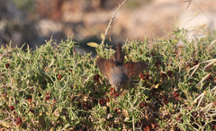 Curruca conspicillata