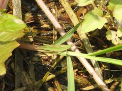 Acrida cinerea