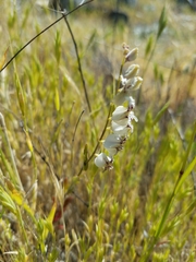 Streptanthus glandulosus secundus