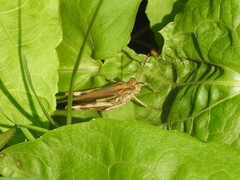 Aiolopus thalassinus