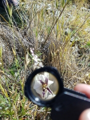 Streptanthus glandulosus secundus