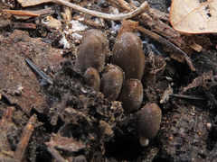 Coprinellus angulatus