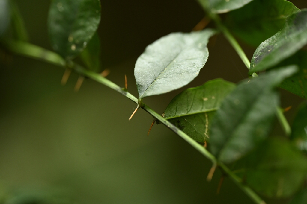 Zanthoxylum scandens (Zanthoxylum scandens)
