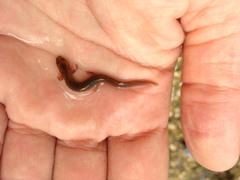 Eurycea troglodytes