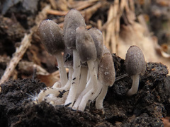 Coprinellus angulatus
