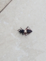Microtomus purcis