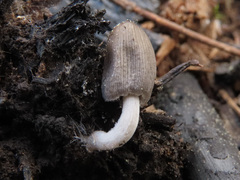 Coprinellus angulatus