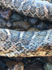 Arizona elegans elegans