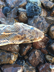 Arizona elegans elegans