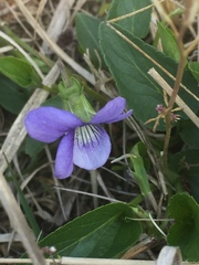 Viola canina