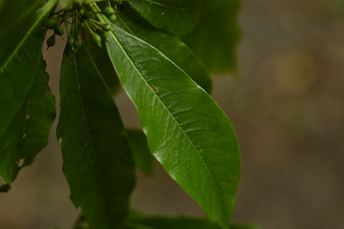 Pittosporum daphniphylloides, photograph 2