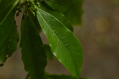 Pittosporum daphniphylloides, photograph (c) 曾昱承 Yu-Cheng Zeng, some rights reserved (CC BY)