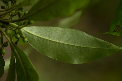 Pittosporum daphniphylloides, photograph 3