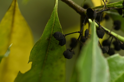 Pittosporum daphniphylloides, photograph 4