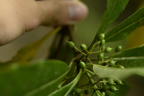 Pittosporum daphniphylloides, photograph 5