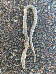 Arizona elegans elegans