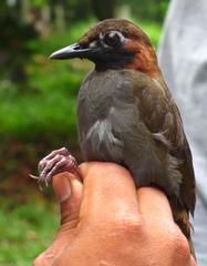 Formicarius moniliger