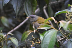 Chlorospingus semifuscus