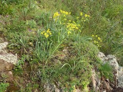 Bupleurum multinerve