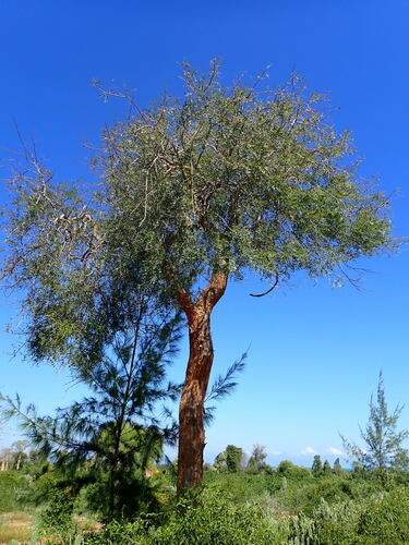 Commiphora mafaidoha H.Perrier