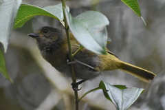 Chlorospingus semifuscus