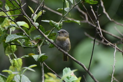 Chlorospingus semifuscus