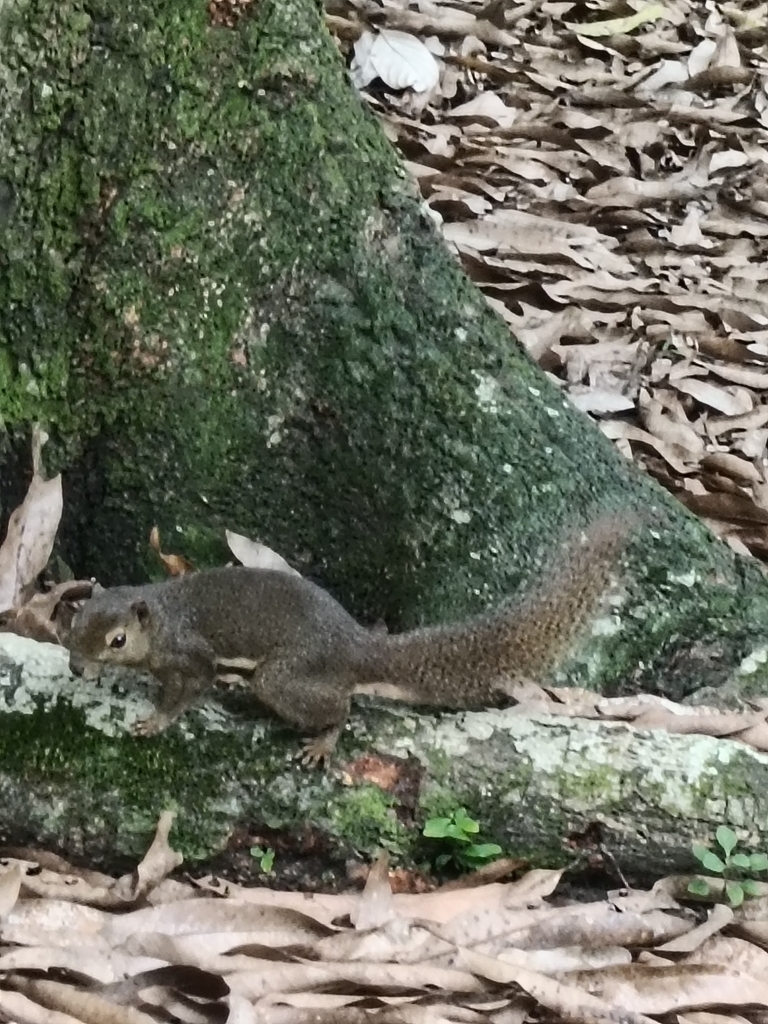 Plantain Squirrel from Tanglin, Singapore on May 27, 2024 at 11:51 AM