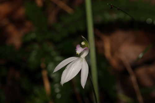 Image of Caladenia picta by (c) Greg Tasney, some rights reserved (CC BY-SA)