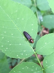 Limonius auripilis