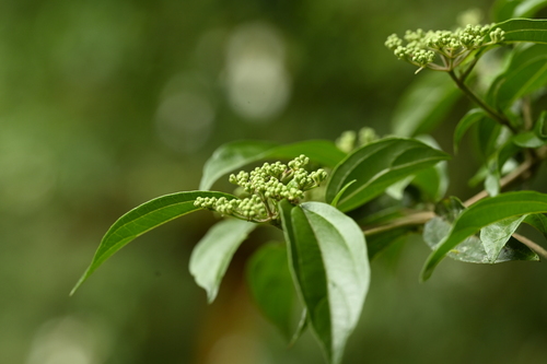 Image of Viburnum foetidum by (c) 曾昱承 Yu-Cheng Zeng, some rights reserved (CC BY)