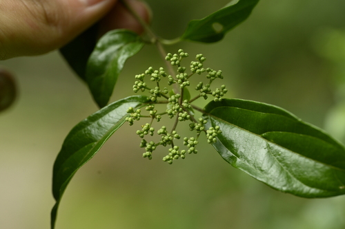 Image of Viburnum foetidum by (c) 曾昱承 Yu-Cheng Zeng, some rights reserved (CC BY)